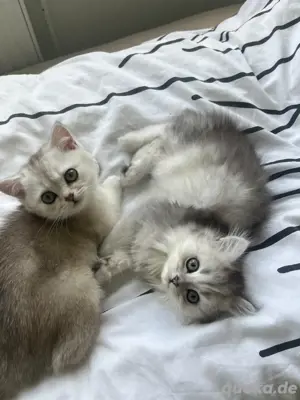 süße bkh kitten