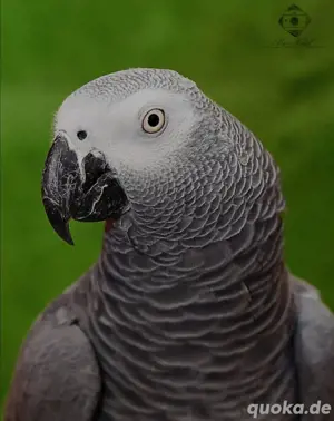 Suche einen Papagei als Haustier