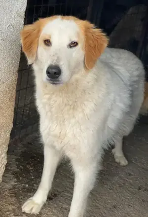 Tobby, geb. ca. 11 2022, lebt in GRIECHENLAND, im städt. Tierheim Serres Bild 5