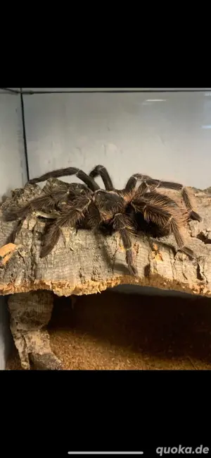 Lasiodora Parahybana 0.0.1 Vogelspinne
