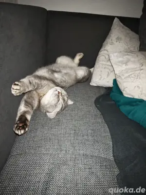 BKH Deckkater Apollo sucht Katzendame   Jung, verspielt & bereit für neue Abenteuer! Bild 3