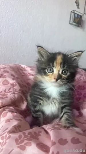 rote Katzen & Katzenbabys kaufen, verkaufen & zu verschenken