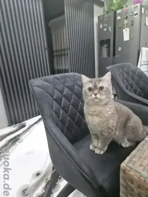 BKH Deckkater Apollo sucht Katzendame   Jung, verspielt & bereit für neue Abenteuer! Bild 4