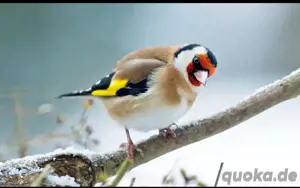 ich suche hier steiglize !!! 