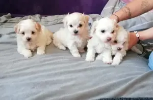 6 Wochen alte Welpen Malteser bichon 