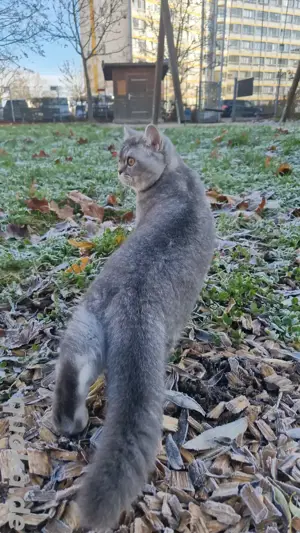 BKH Deckkater Apollo sucht Katzendame   Jung, verspielt & bereit für neue Abenteuer! Bild 6
