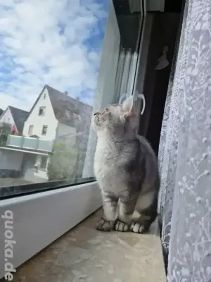 BKH Deckkater Apollo sucht Katzendame   Jung, verspielt & bereit für neue Abenteuer! Bild 8