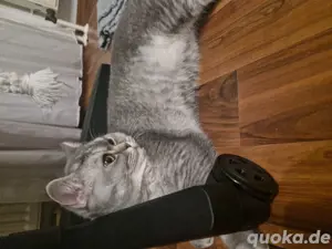 BKH Deckkater Apollo sucht Katzendame   Jung, verspielt & bereit für neue Abenteuer! Bild 9