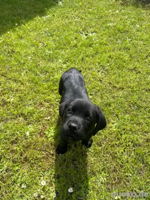 Labrador Welpen   8 Wochen alt, entwurmt, geimpft & gechippt   abgabebereit! Bild 5