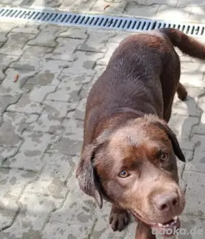 Labrador Welpen   8 Wochen alt, entwurmt, geimpft & gechippt   abgabebereit! Bild 2