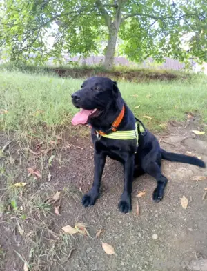 Labrador Welpen   8 Wochen alt, entwurmt, geimpft & gechippt   abgabebereit! Bild 4