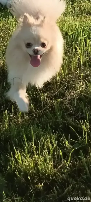 Pomeranian Spitz Teddy Dame