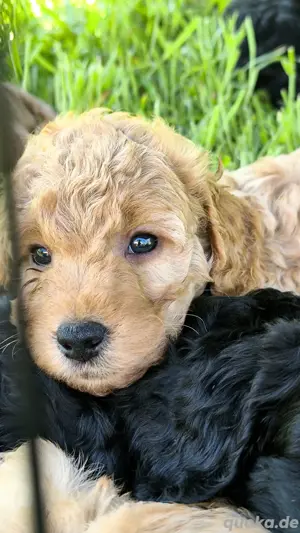 Cockapoo cockerpoo Welpen (7 wochen alt)