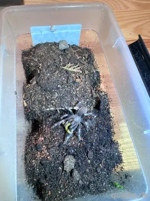 Vitalius Chromatus(0.1 & 0.0.3)