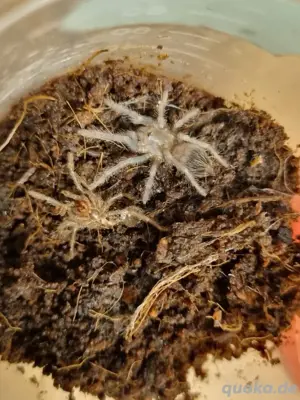 Lasiocyano Sazimai 0.1 