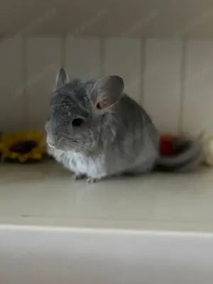 Chinchilla Saphir RPA Angora 100% Blue Diamond Träger evt AVT 