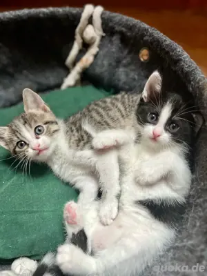 Der schönste schwarz weisse Kater sucht noch ein neues Zuhause