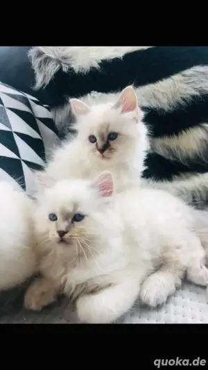 Zuckersüße Neva Masquarade Kitten (Sibirische Waldkatze)