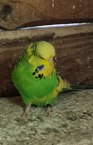 Standard Wellensittich  Bild 4