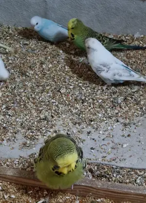 Standard Wellensittich  Bild 2