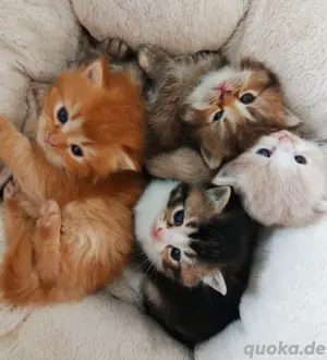 BKH Kitten verschiedene Farben Britisch Kurzhaar Kitten Babies Stammbaum Britisch Langhaar BLH 