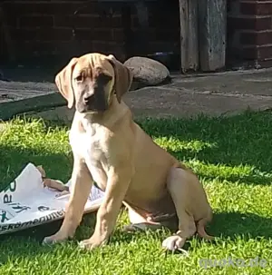 Doggenmix Welpen