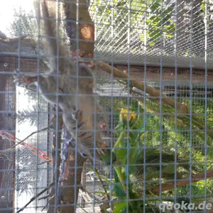 Chinesische Baumstreifenhörnchen 