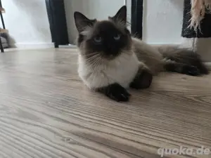 Ragdoll Mädchen