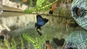 Fische   Guppybabys 25 Stück füe 10 