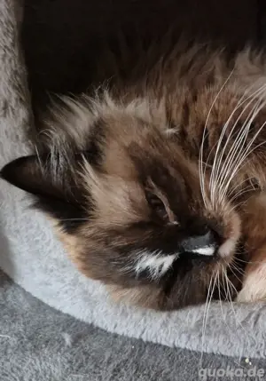 Ragdoll Dame