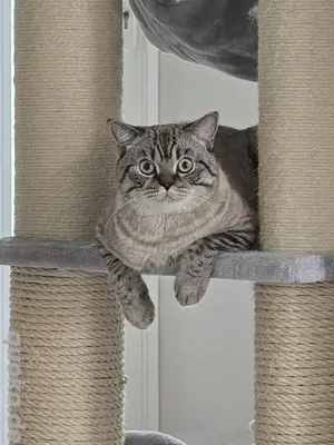 BKH Deckkater (KEIN Verkauf!!)
