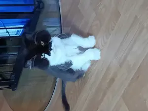 Hauskatze Luna sucht neues Zuhause auf Lebenszeit
