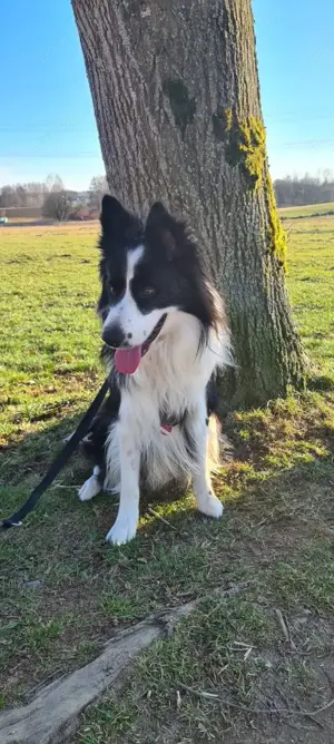 Border Collie Odin sucht sein für immer zuhause 
