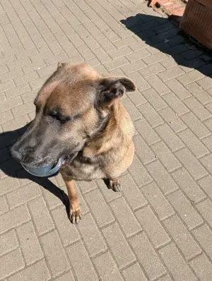 Muss schweren Herzen mein Hund Odin abgeben 