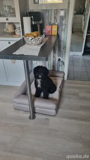 Maltipoo Deckrüde  !@Kein Verkauf!!!@