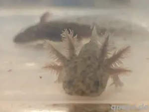 Axolotl Jungtiere sowie Flusen