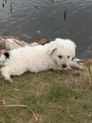 Spanische Wasserhund Welpen 