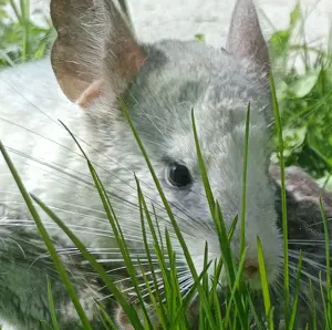 junge Chinchilla in verschiedenen Farben Jungtiere Bild 10