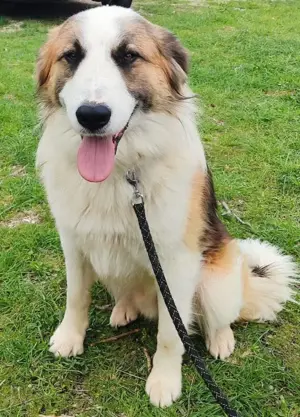 Collie Tornjak Rüde 1J 35kg 60cm Kinderlieb Ausreise nach Adoption bundesweit möglich