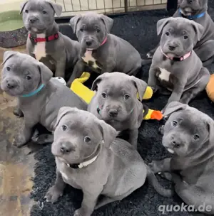 8 süße, gut ausgebildete Staffordshire Bull Terrier-Welpen