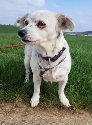 Mischlingshündin Simeya sucht ihre Familie