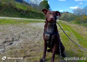 DEXTER     ein junger Abenteurer auf der Suche Bild 8