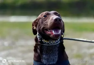 DEXTER     ein junger Abenteurer auf der Suche Bild 4