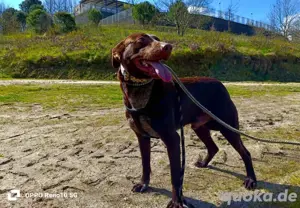 DEXTER     ein junger Abenteurer auf der Suche Bild 2