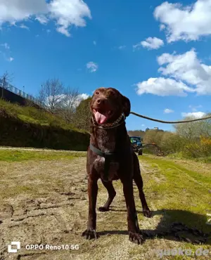 DEXTER     ein junger Abenteurer auf der Suche Bild 6