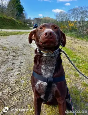 DEXTER     ein junger Abenteurer auf der Suche Bild 5