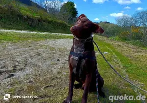 DEXTER     ein junger Abenteurer auf der Suche Bild 7