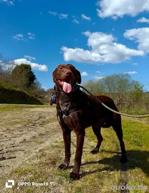 DEXTER     ein junger Abenteurer auf der Suche Bild 10