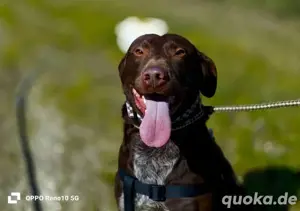 DEXTER     ein junger Abenteurer auf der Suche Bild 3