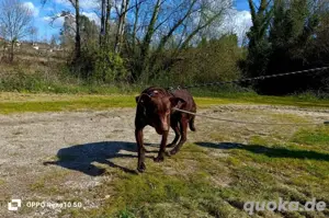 DEXTER     ein junger Abenteurer auf der Suche Bild 9